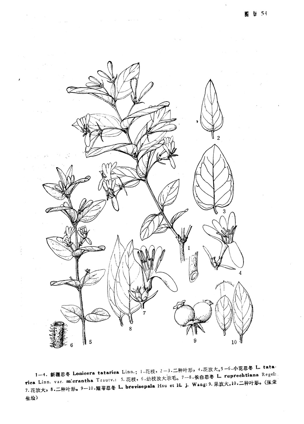 lonicera brevisepala