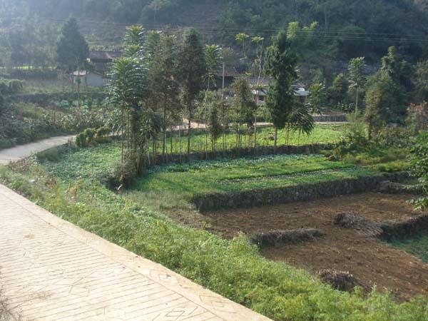 href="#" data-lemmaid="1204665">西畴县 /a>蚌谷乡,地处蚌谷乡东