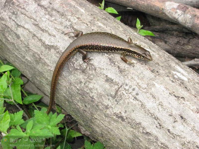 data-lemmaid="992038">四脚蛇 /a>"又称"蛇舅母",在世界各地均有分布