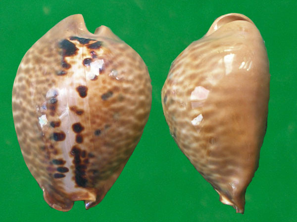  p>黑老鼠宝螺(学名:muracypraea mus nigrita)是腹足纲宝螺科的软体