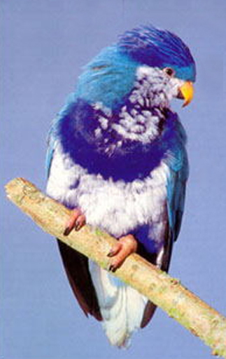 ultramarine lorikeet