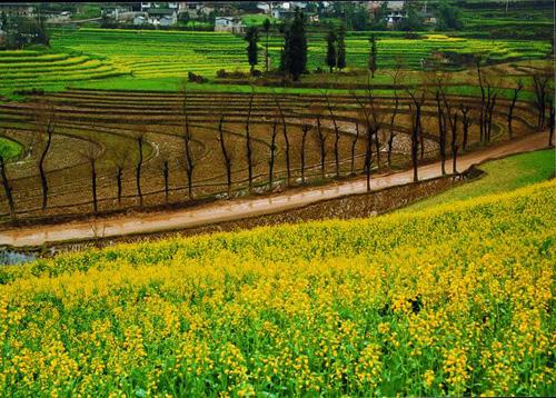 data-id="gnywzybytm">阡陌交通,qiān mò jiāo tōng,田间小路交错