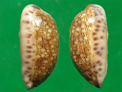  p>花枕宝螺(学名:mauritia eglantina)是 a href="#">腹足纲 /a> a