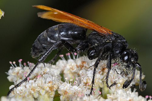 ustulata /i>):属膜翅目 a data-lemmaid="5609073">蛛蜂科 /a>,体长