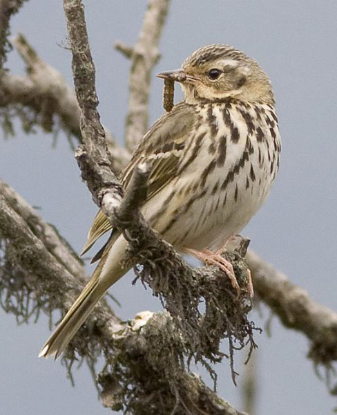  p>树鹨指名亚种(学名: i>anthus hodgsoni hodgsoni /i>)是 a target