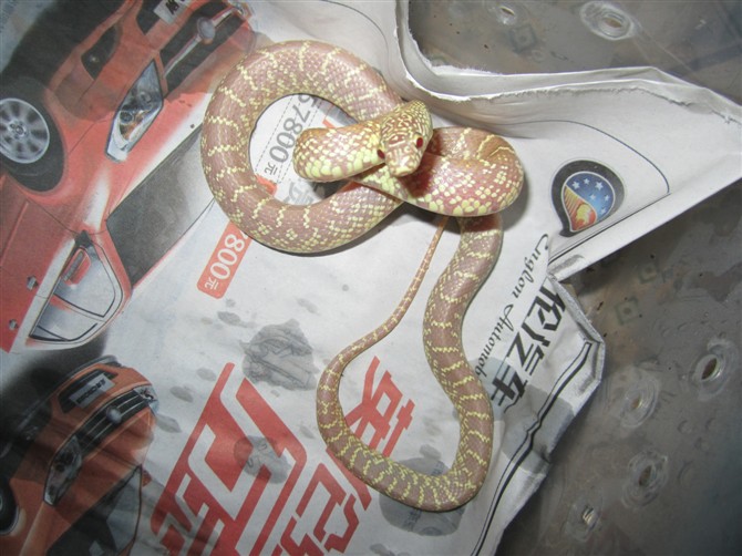 p> p>英文名:florida kingsnake /p> p>中文名:佛罗里达王蛇 /p> p>全