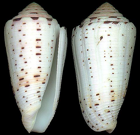 p>彩虹芋螺(学名:pionoconus aurisiacus)壳表有浅红色横带,贝壳厚实