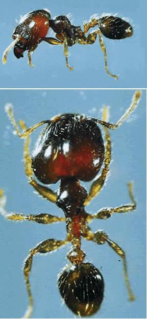  p>罗夫顿大头蚁主要分布于我国广西,云南等热带和亚热带地区.