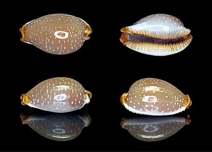  p>鸡皮宝螺(学名:staphylaea limacina limacina)是腹足纲宝螺科的 a