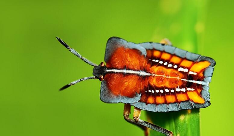 荔蝽是蝽科昆虫,别名荔枝椿象,臭屁虫,荔枝