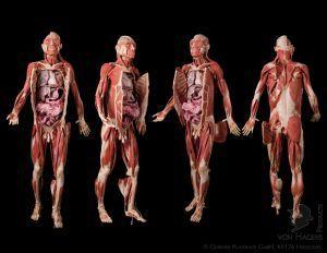  p>法医学(forensic medicine):是应用 a target="_blank" href="