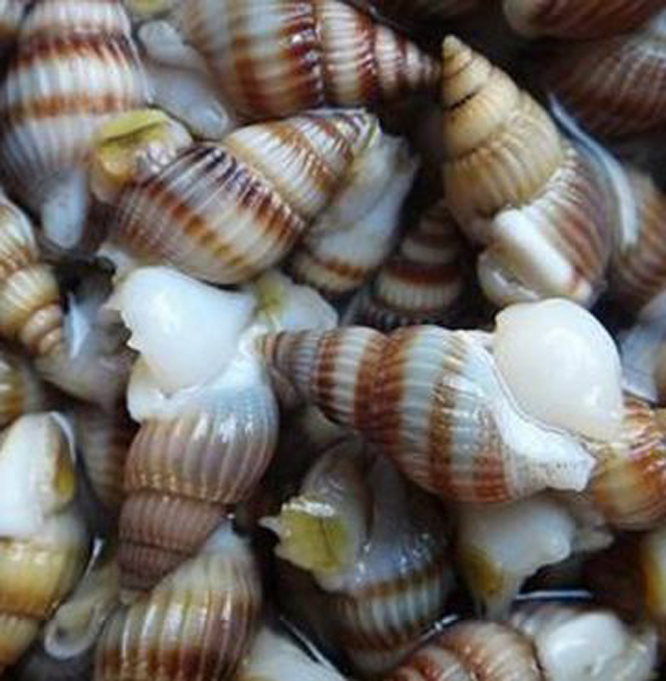  p>精致海蛳螺是 a>中腹足目 /a> a>海蛳螺科 /a>的一种生物.