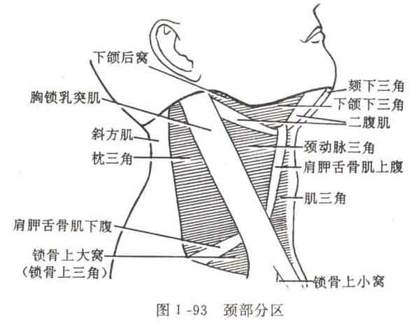 greater supraclavicular fossa)又称肩胛舌骨肌锁骨三角, 是锁骨中1