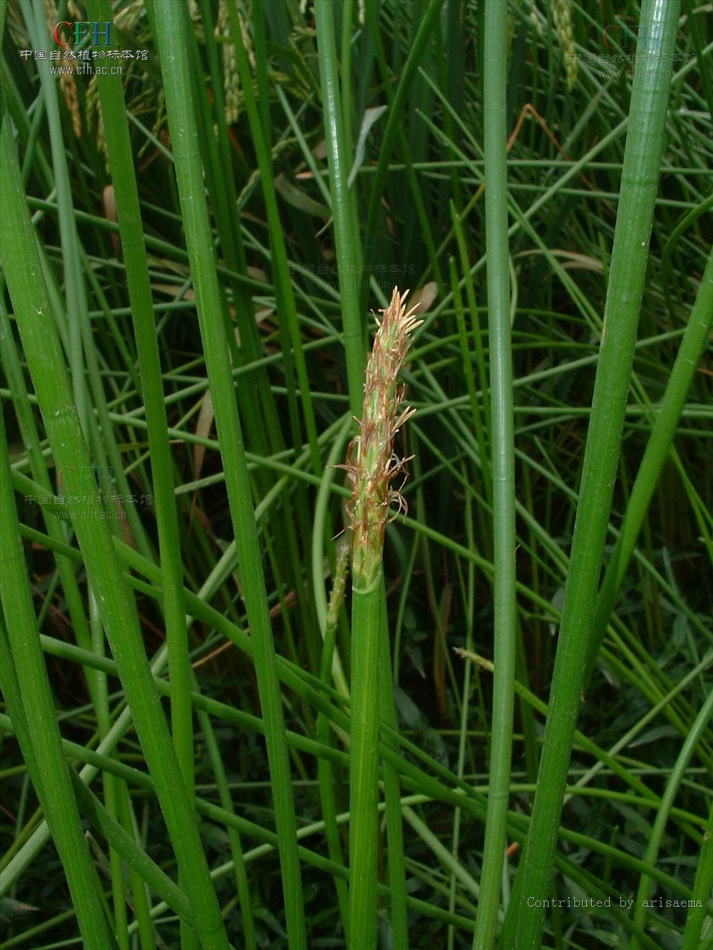 f.) trin.)是莎草科,荸荠属植物.