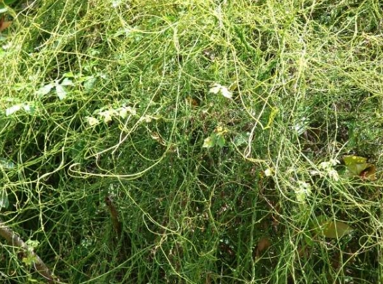  p>无根藤(学名: i>cassytha filiformis /i>  l.