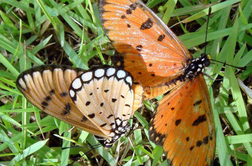  p>斑珍蝶(学名: i>acraea violae /i>):为 a href="#" data-lemmaid=