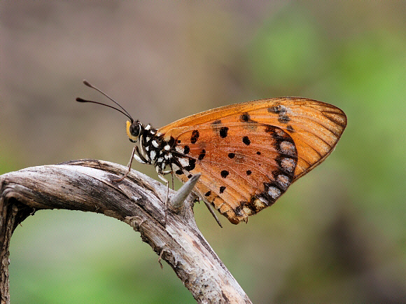  p>斑珍蝶(学名: i>acraea violae /i>):为 a href="#" data-lemmaid=