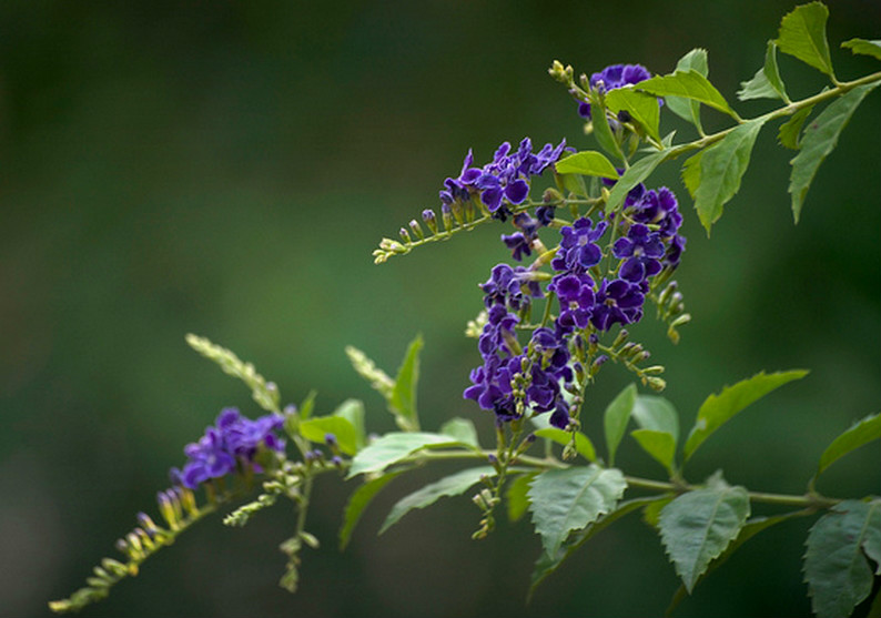 是马鞭草科,假连翘属植物.