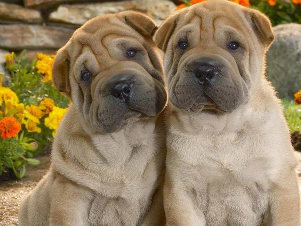 沙皮犬,英文名 sharpei,产于中国广东南海大沥镇一带,是世界名种斗狗
