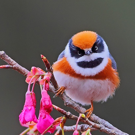  p>红头长尾山雀(学名: i>aegithalos concinnus /i>)属小型鸟类,体长