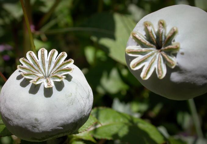 prickly round-headed poppy