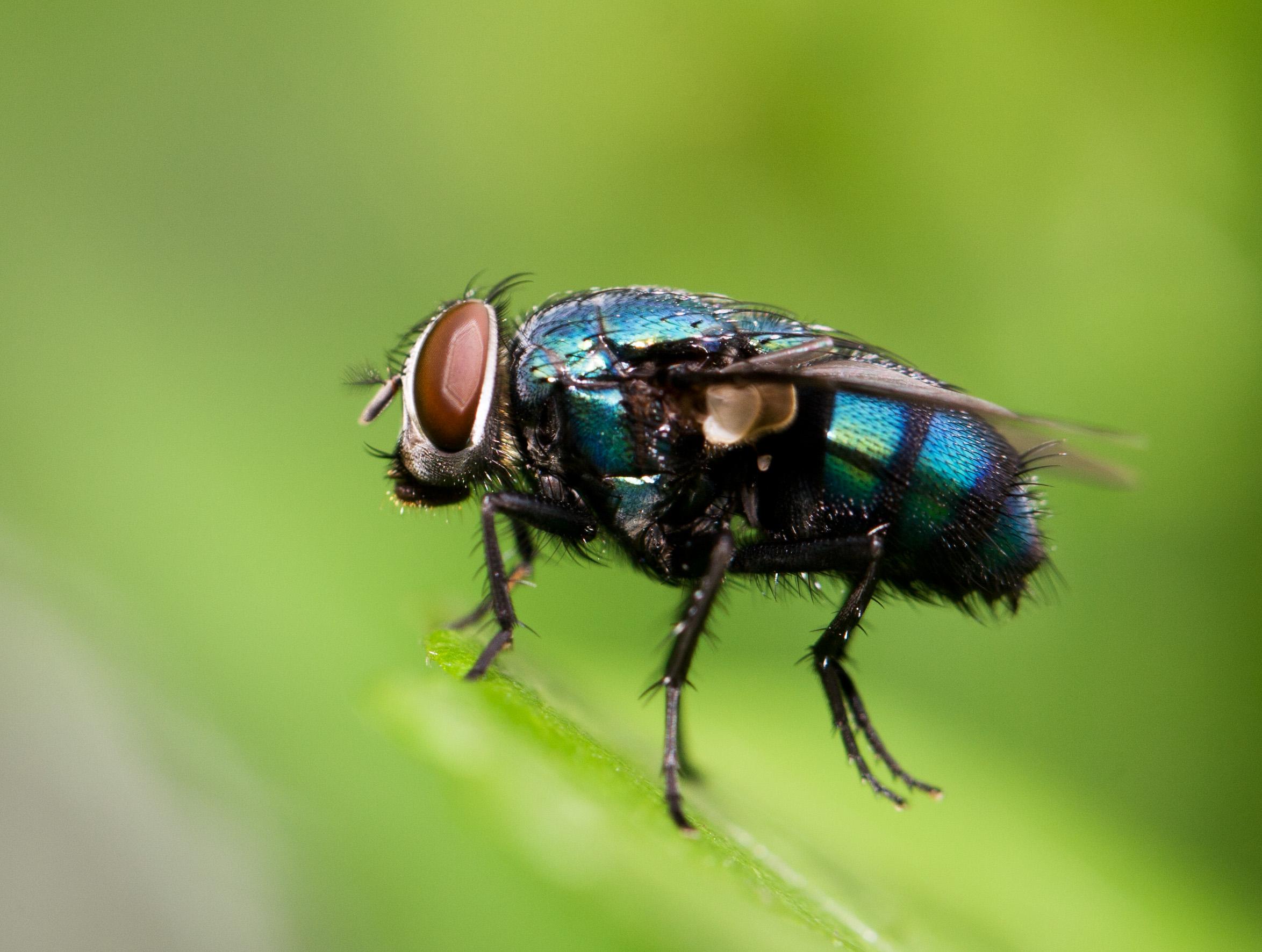  p>双翅目(diptera)是 a href="#" data-lemmaid="1622398">节肢动物