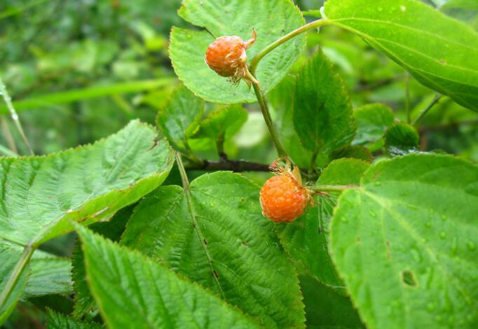  p>白叶山莓草(学名:sibbaldia micropetala)是蔷薇科山莓草属的植物.
