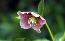 helleborus orientalis