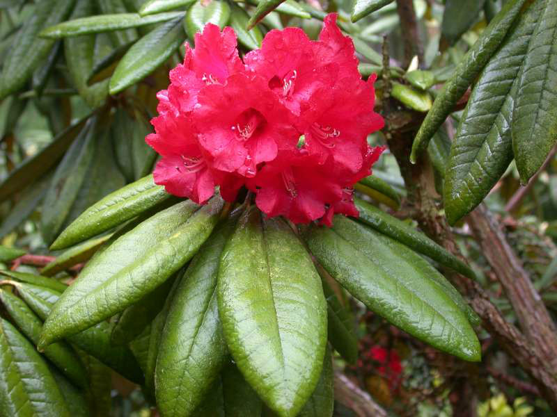  p>树形杜鹃(学名: i>rhododendron arboreum /i> smith):常绿乔木,高