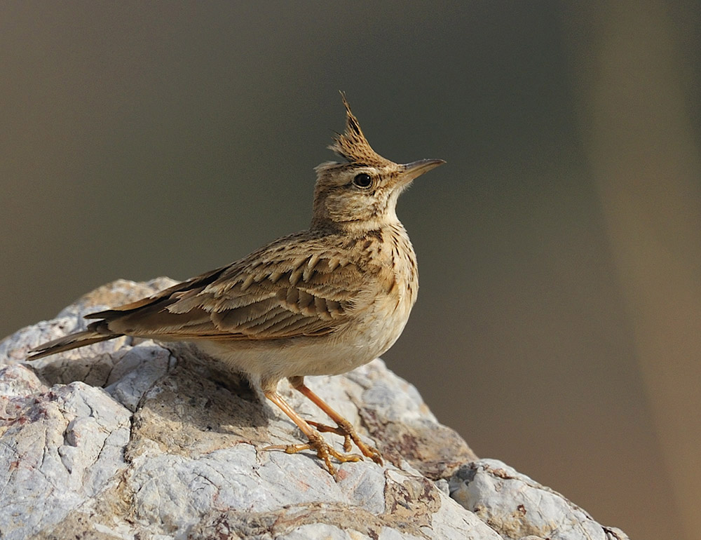  p> b>塞氏凤头百灵 /b>(学名: i>galerida deva /i>),是百灵科 a