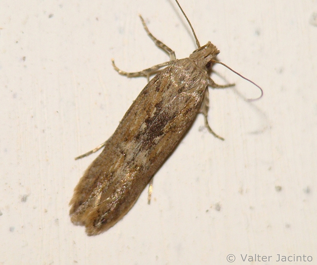 data-lemmaid="2570304">马铃薯麦蛾 /a>,烟潜叶蛾等;属鳞翅目麦蛾 