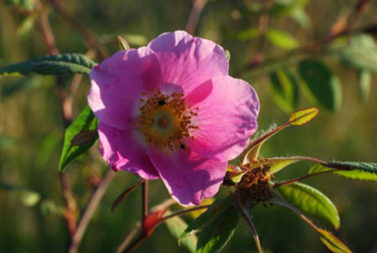 大叶蔷薇 百度百科