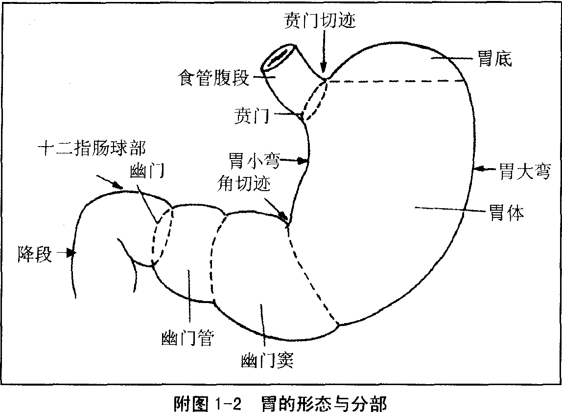 4440188" data-lemmaid="4440188">消化系统疾病 /a>主要包括食管,胃