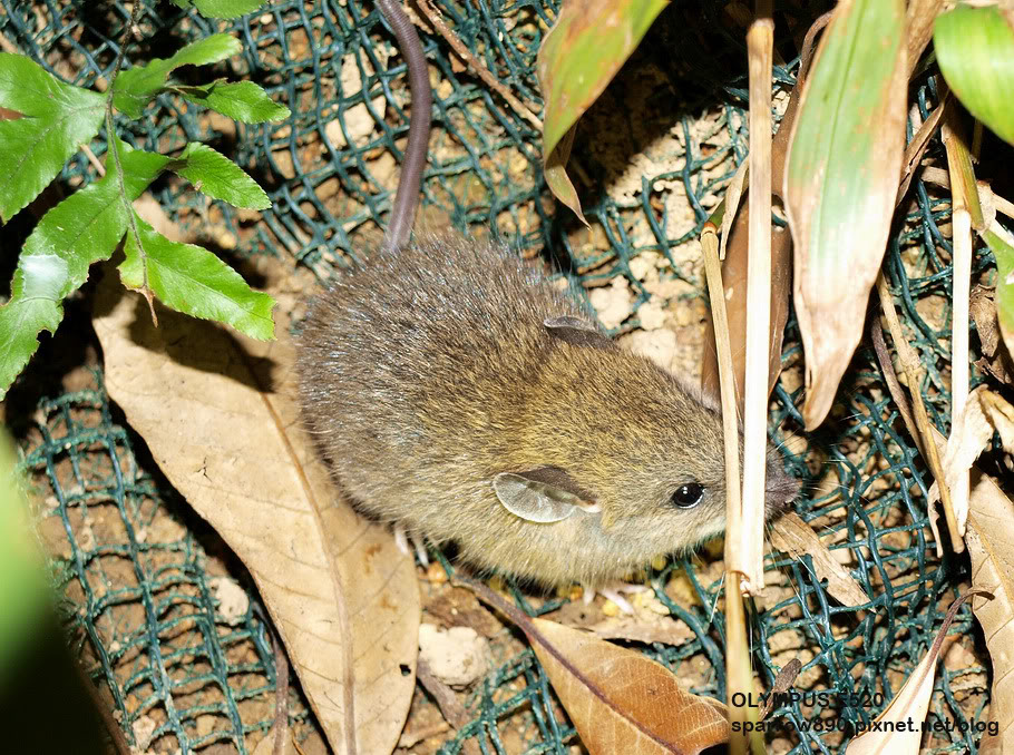 针毛鼠体型中型,耳小而圆,背毛棕色或棕黄色,腹毛白色.