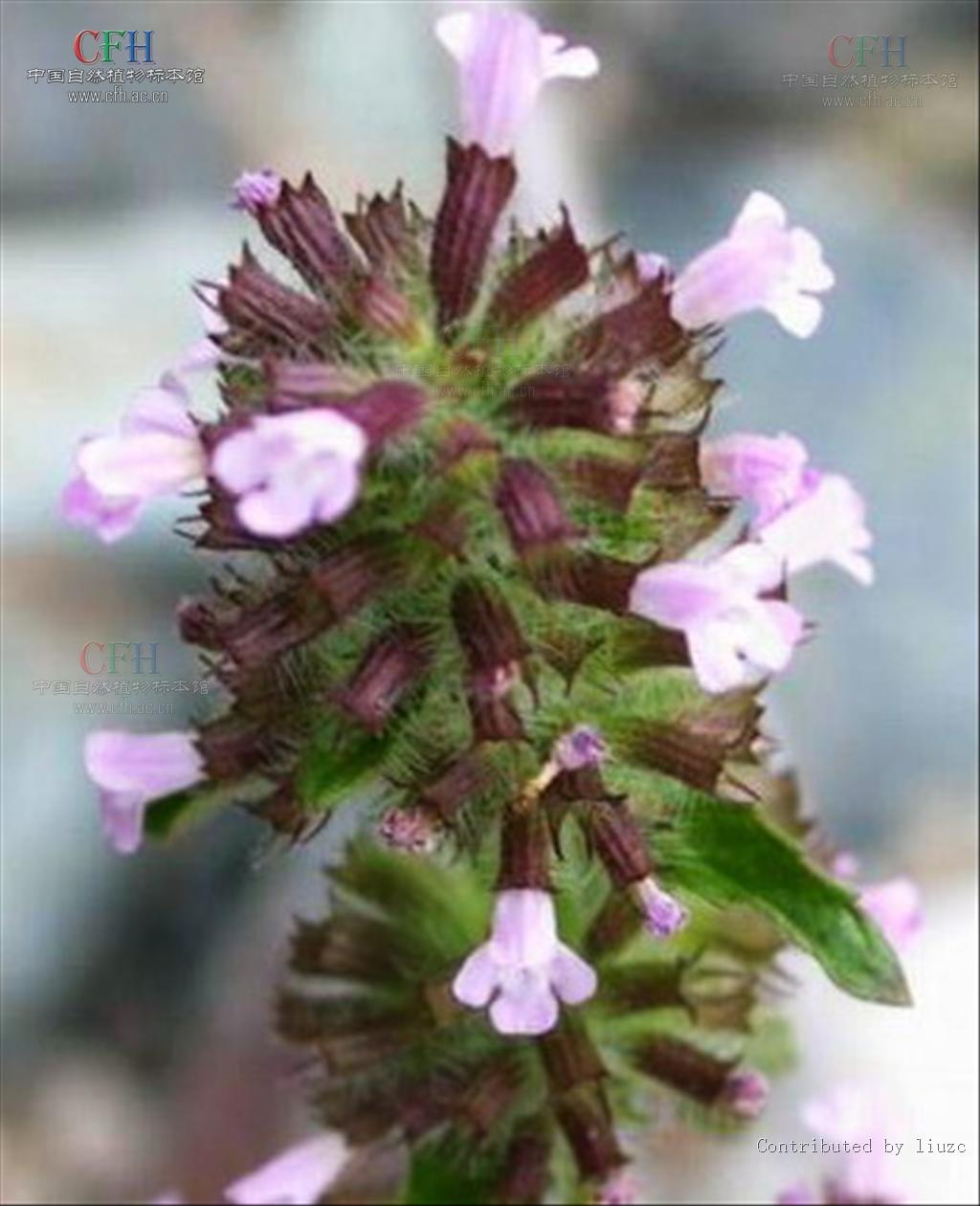  p>风轮菜为 a href="#" data-lemmaid="2381957">唇形科 /a>, a href