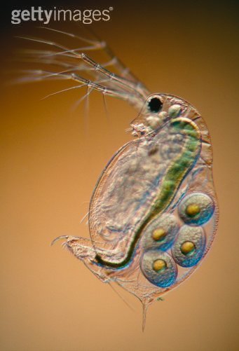  p>水蚤是一种小型的甲壳动物,属于 a href="#" data-lemmaid="