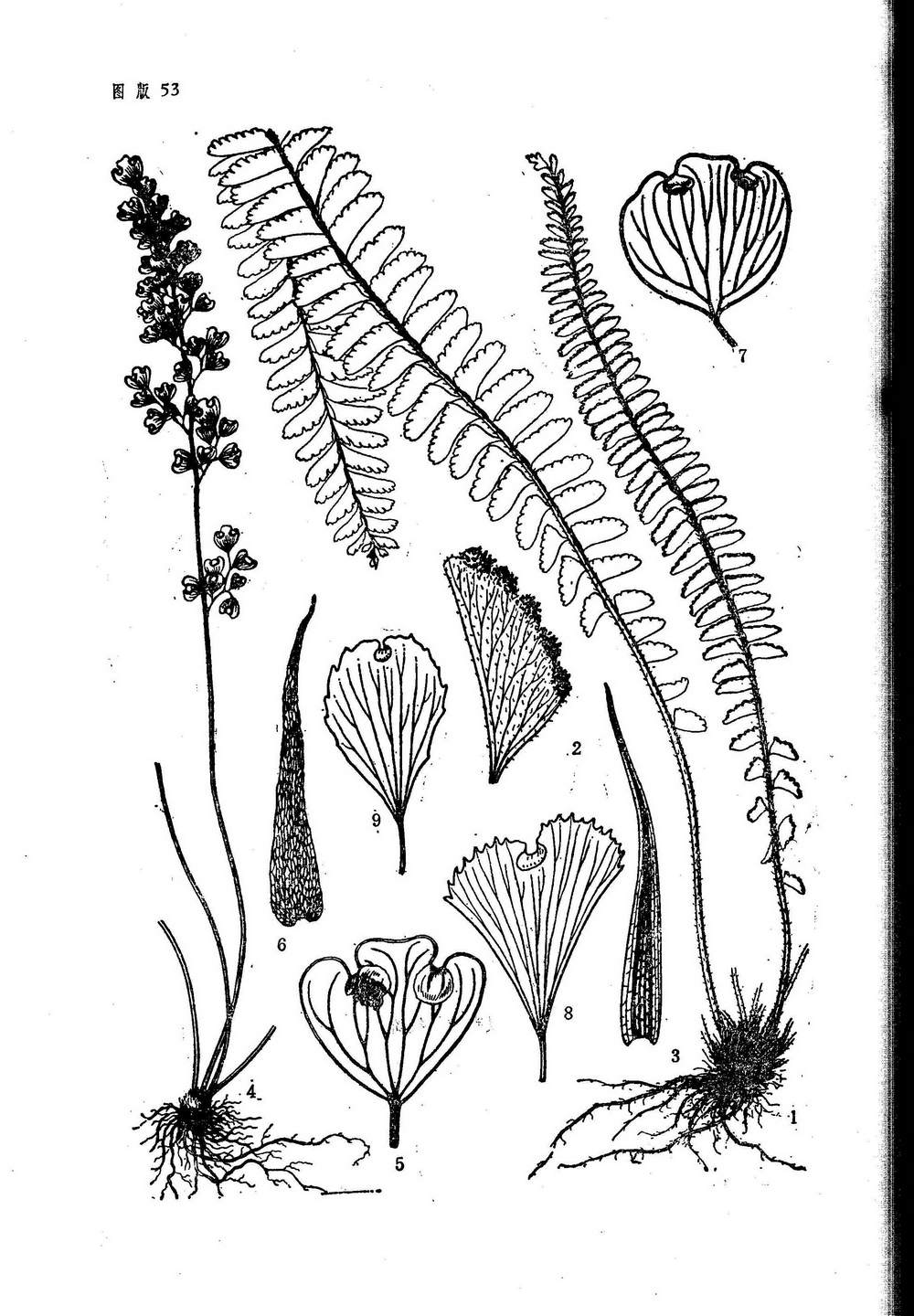  p>铁线蕨(学名: i>adiantum capillus-veneris /i> l.)是铁线蕨科.