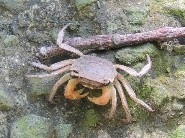  p> a target="_blank" href="/item/红螯螳臂蟹/5181107" data-lemma