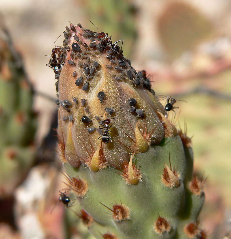 海狸鼠尾仙人掌