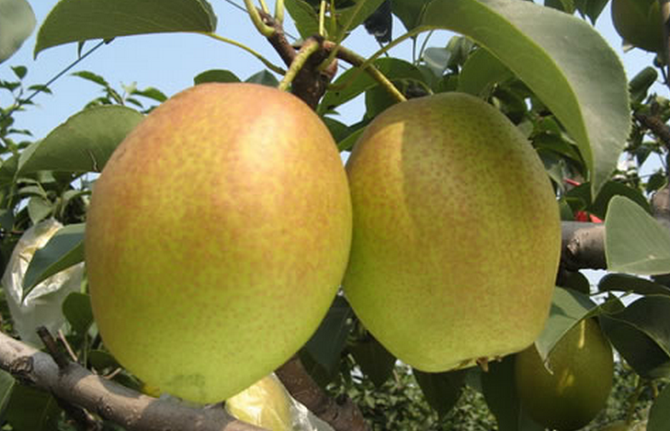  p>红香蜜葡萄是日本最新培育的欧美杂交 a target="_blank" href="