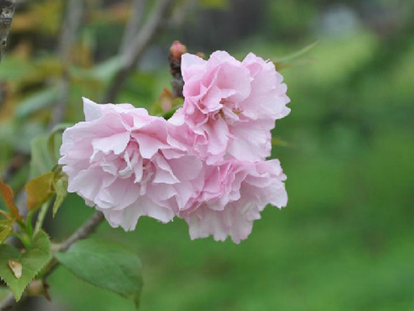  p>樱属(学名: i>cerasus /i>  mill.