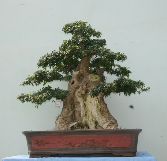 对节白蜡树盆景