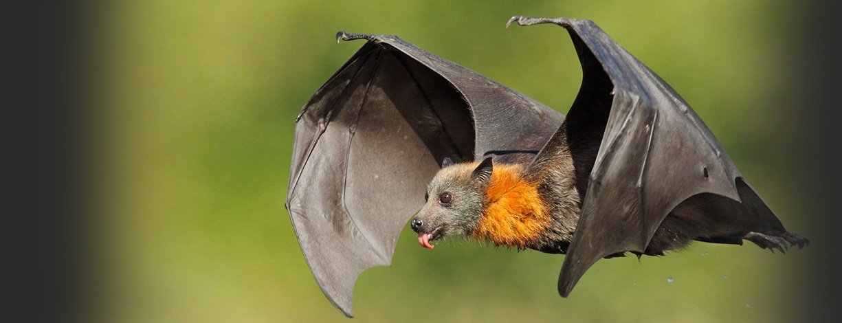 蝙蝠