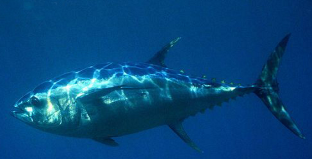  p>蓝鳍吞拿鱼(bluefin tuna)即 a href="#" data-lemmaid="2161792">