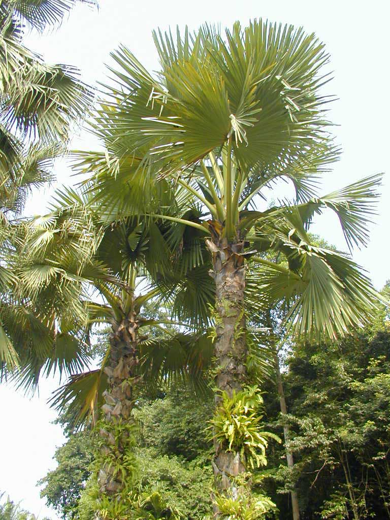 是棕榈科,贝叶棕属植株高大粗壮 a href="#" data-lemmaid="33239">