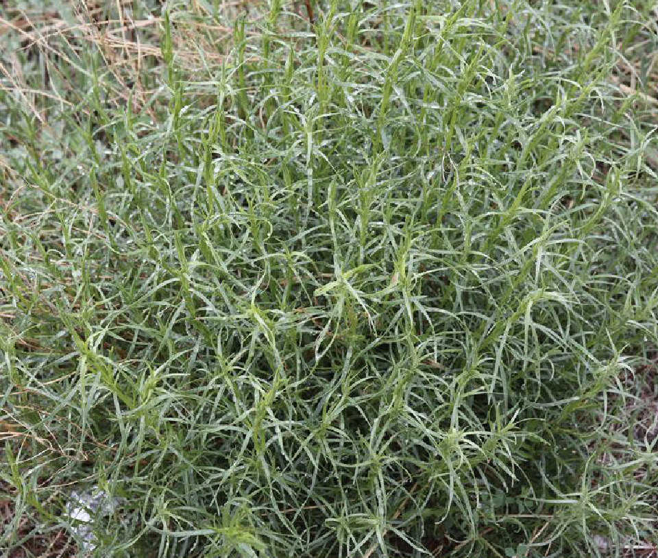  p>龙蒿(学名: i>artemisia dracunculus /i> l.)是菊科蒿属植物.