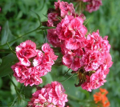  p>头石竹(学名: i>dianthus barbatus /i> l. var.