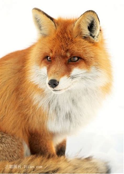 中文网写手 a href="#">永远的牛头 /a>的第三部小说,讲述了炎狐王,白