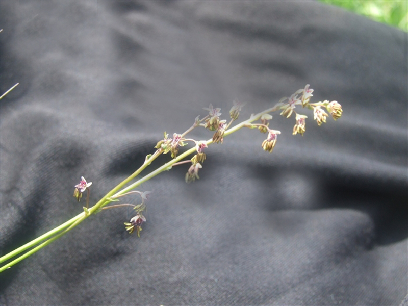  p>复叶披麻草根为双子叶植物药毛茛科植物复叶披麻草的根,可以入药.