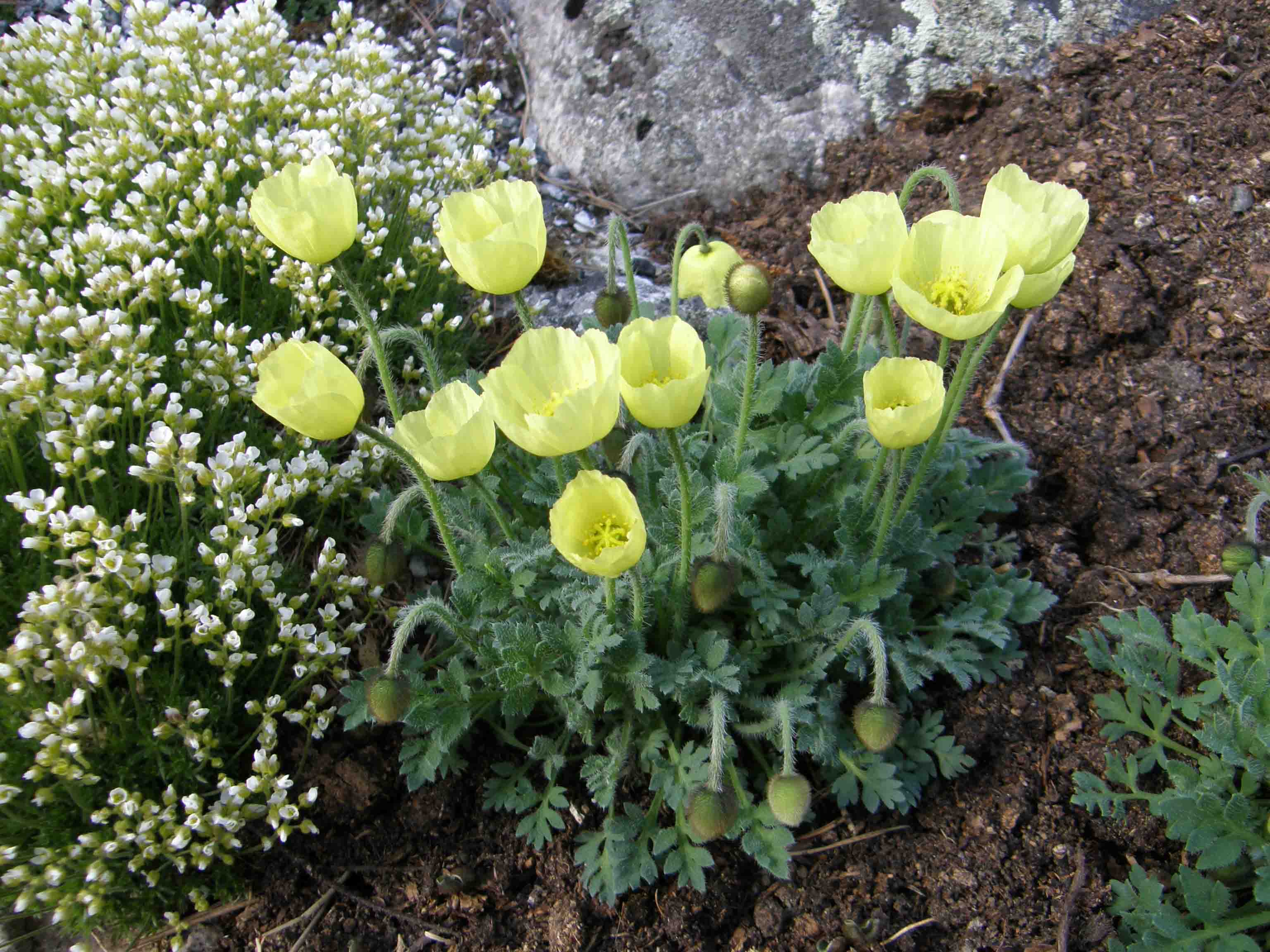  p>白花北极罂粟是一种毛茛目,罂粟科类生物,罂粟的子房会发育成为